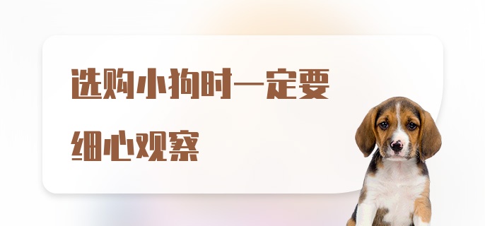 选购小狗时一定要细心观察