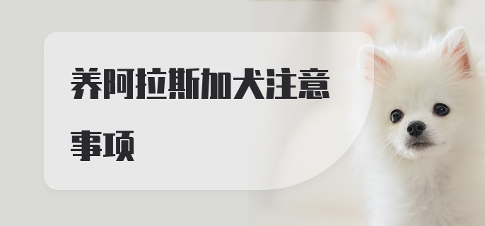 养阿拉斯加犬注意事项