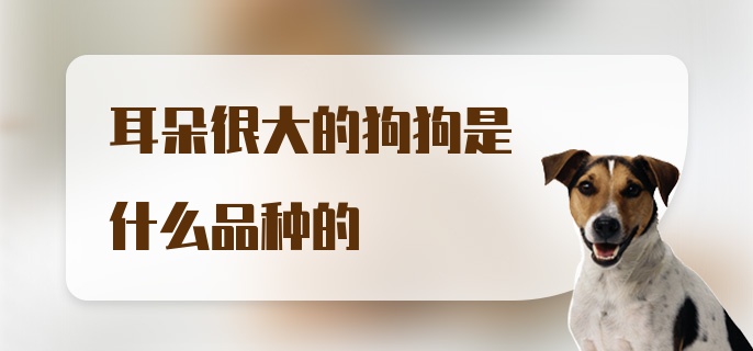 耳朵很大的狗狗是什么品种的