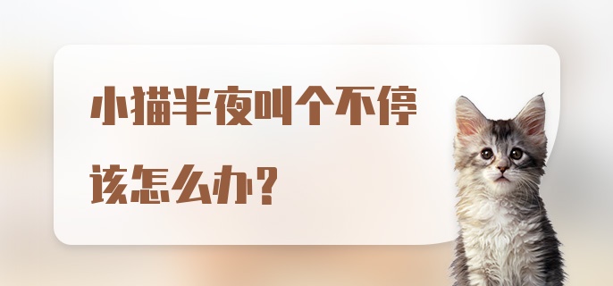 小猫半夜叫个不停该怎么办？