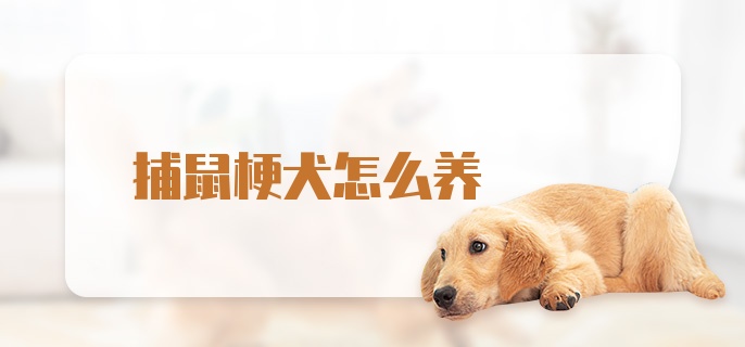 捕鼠梗犬怎么养