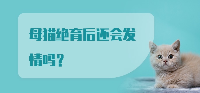 母猫绝育后还会发情吗?