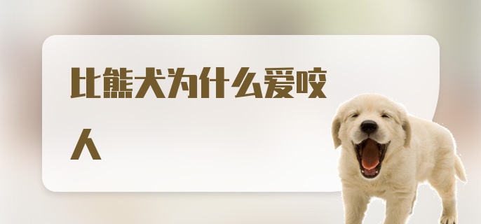 比熊犬为什么爱咬人