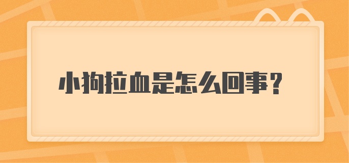 小狗拉血是怎么回事?