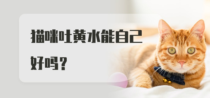 猫咪吐黄水能自己好吗？