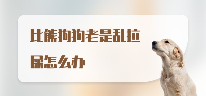 比熊狗狗老是乱拉屎怎么办