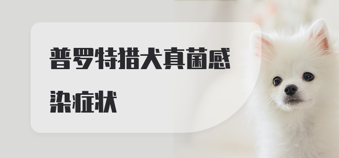 普罗特猎犬真菌感染症状