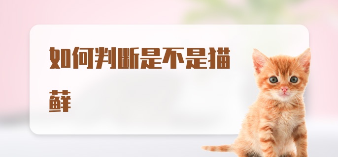 如何判断是不是猫藓