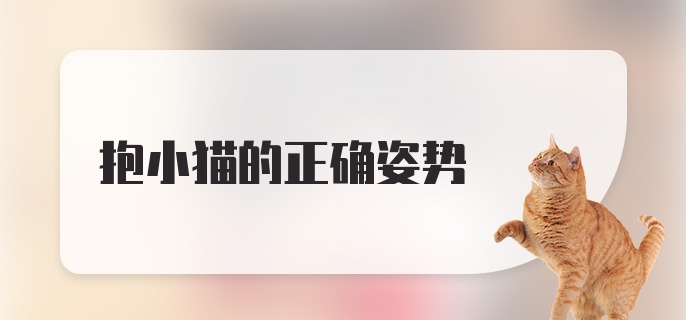 抱小猫的正确姿势