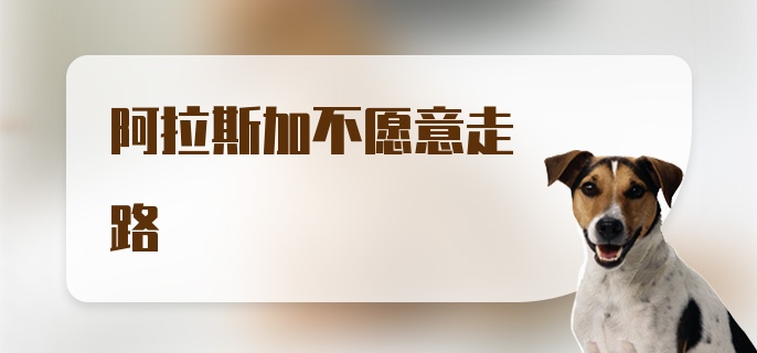 阿拉斯加不愿意走路