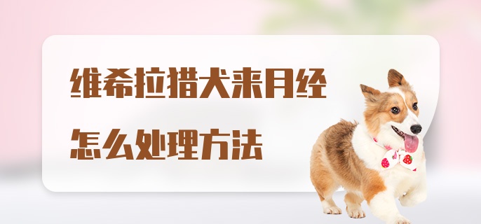 维希拉猎犬来月经怎么处理方法