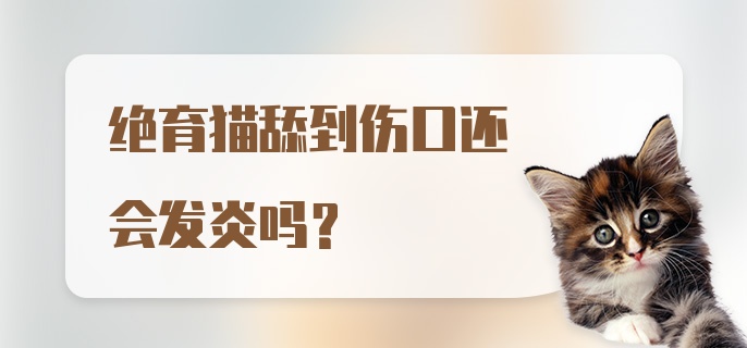 绝育猫舔到伤口还会发炎吗?