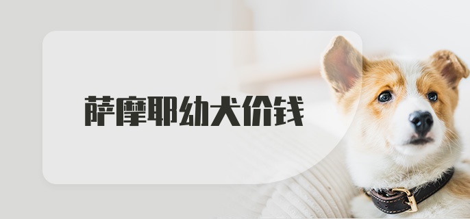 萨摩耶幼犬价钱