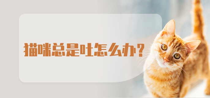 猫咪总是吐怎么办？