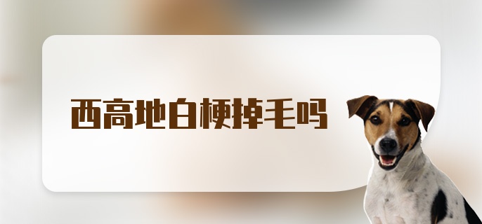 西高地白梗掉毛吗