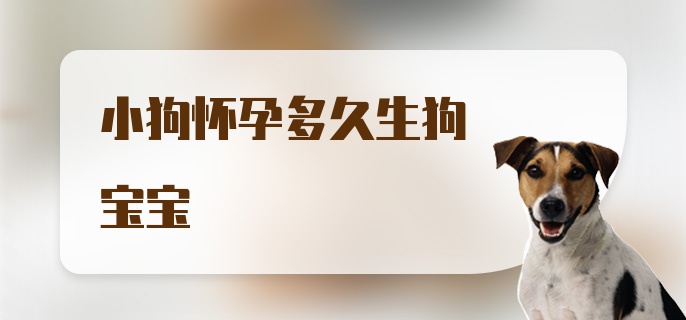 小狗怀孕多久生狗宝宝