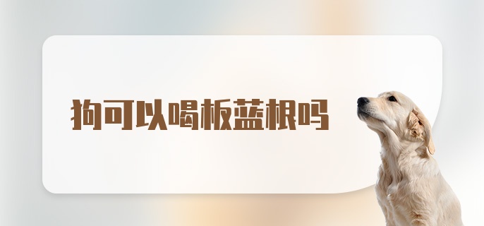 狗可以喝板蓝根吗