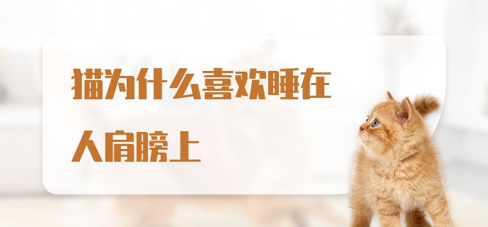 猫为什么喜欢睡在人肩膀上