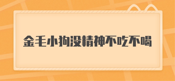 金毛小狗没精神不吃不喝