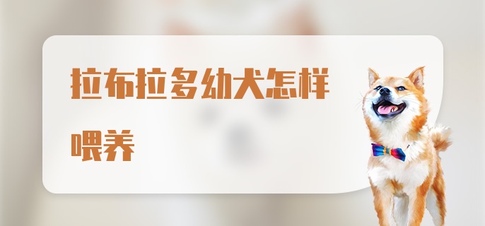 拉布拉多幼犬怎样喂养