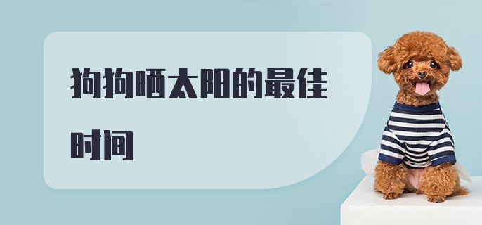 狗狗晒太阳的最佳时间