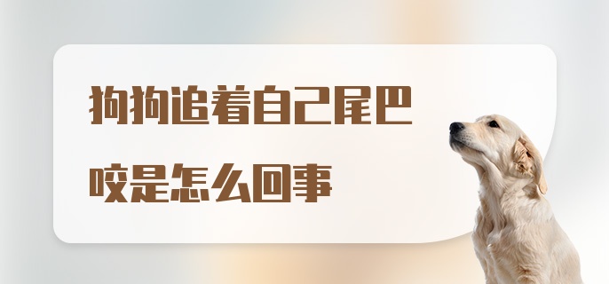 狗狗追着自己尾巴咬是怎么回事