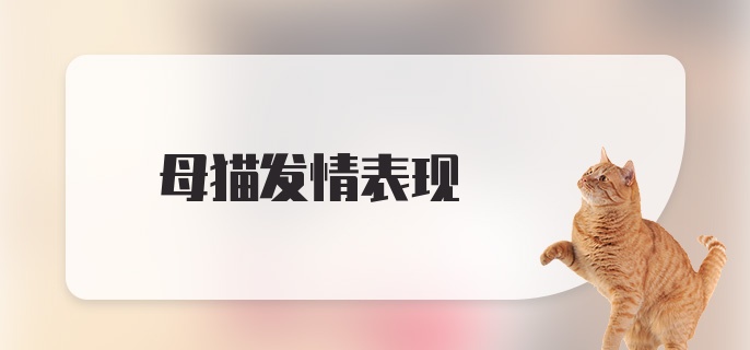 母猫发情表现