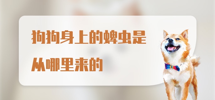 狗狗身上的蜱虫是从哪里来的