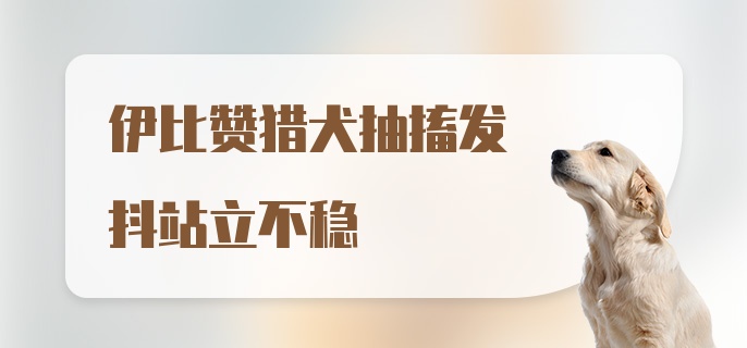 伊比赞猎犬抽搐发抖站立不稳