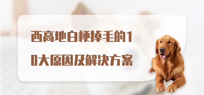 西高地白梗掉毛的10大原因及解决方案