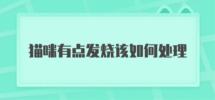 猫咪有点发烧该如何处理