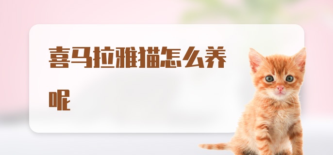 喜马拉雅猫怎么养呢