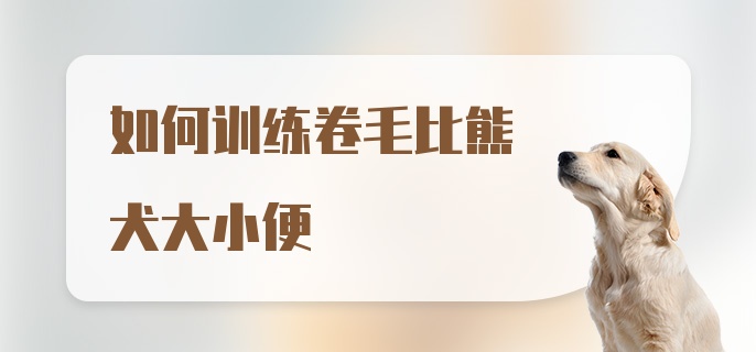 如何训练卷毛比熊犬大小便