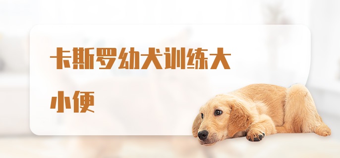 卡斯罗幼犬训练大小便