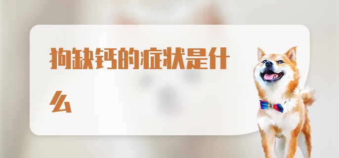 狗缺钙的症状是什么