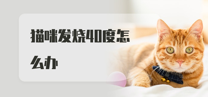 猫咪发烧40度怎么办