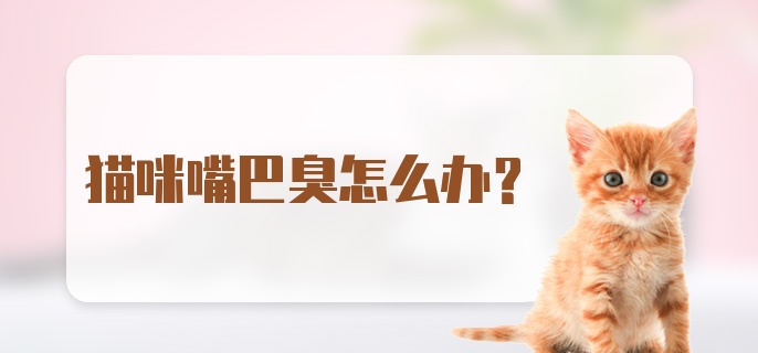 猫咪嘴巴臭怎么办？