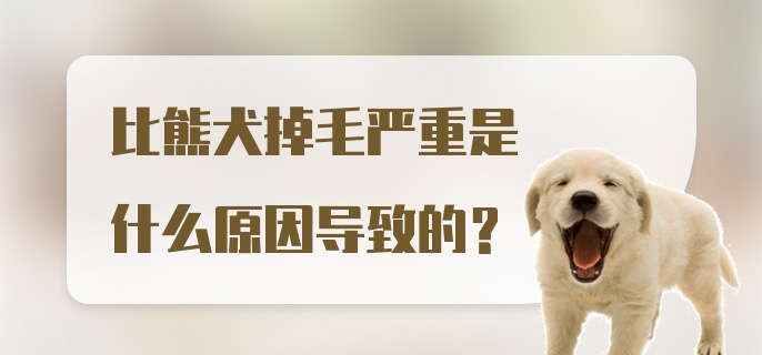 比熊犬掉毛严重是什么原因导致的？