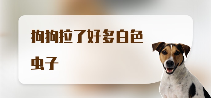 狗狗拉了好多白色虫子