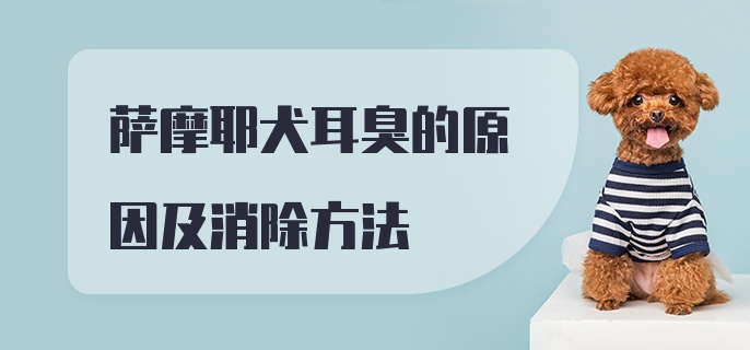 萨摩耶犬耳臭的原因及消除方法