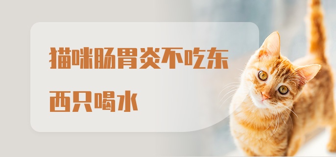 猫咪肠胃炎不吃东西只喝水