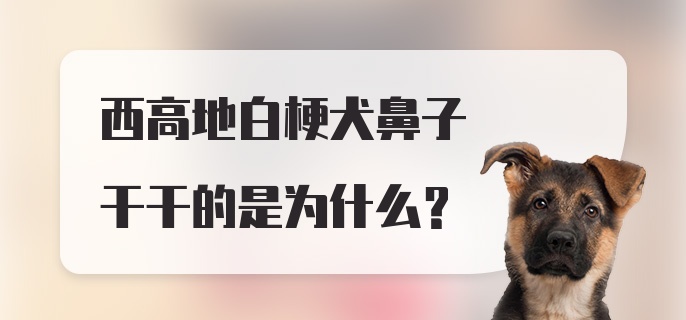 西高地白梗犬鼻子干干的是为什么？