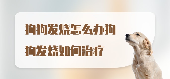 狗狗发烧怎么办狗狗发烧如何治疗