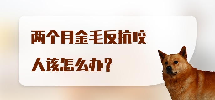 两个月金毛反抗咬人该怎么办？