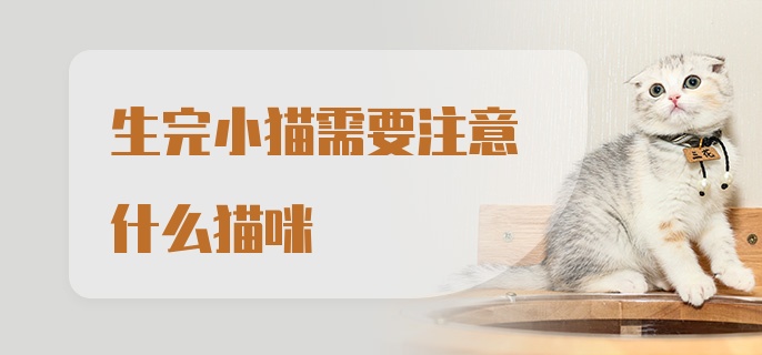 生完小猫需要注意什么猫咪