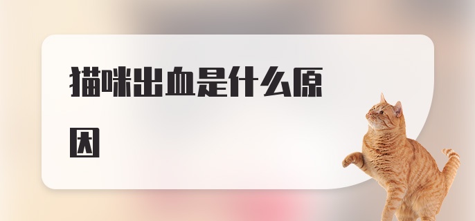 猫咪出血是什么原因