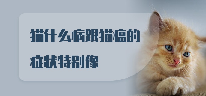 猫什么病跟猫瘟的症状特别像