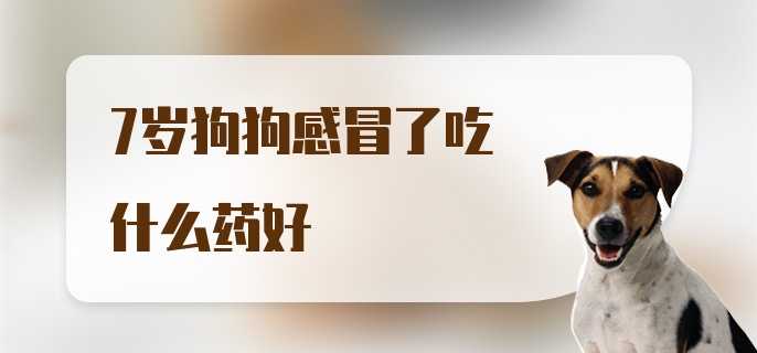 7岁狗狗感冒了吃什么药好