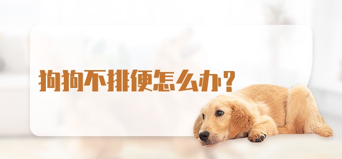 狗狗不排便怎么办?