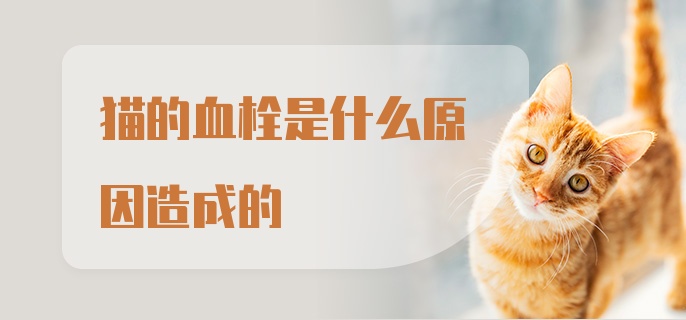 猫的血栓是什么原因造成的